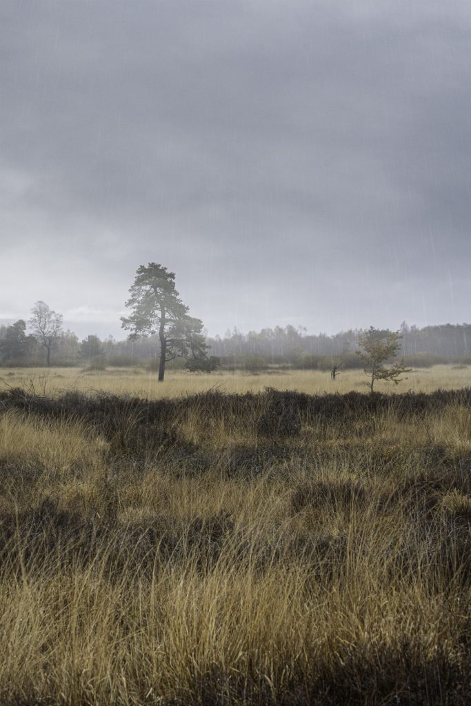 Landscape photo on a very rainy, misty autumn day on the High Fens (Fagne de Malchamps)