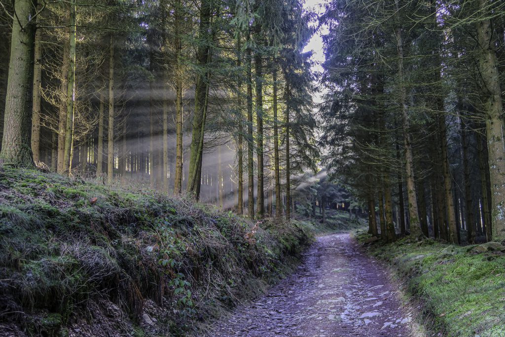 landscape photo of sun harps or sun rays through pine forest