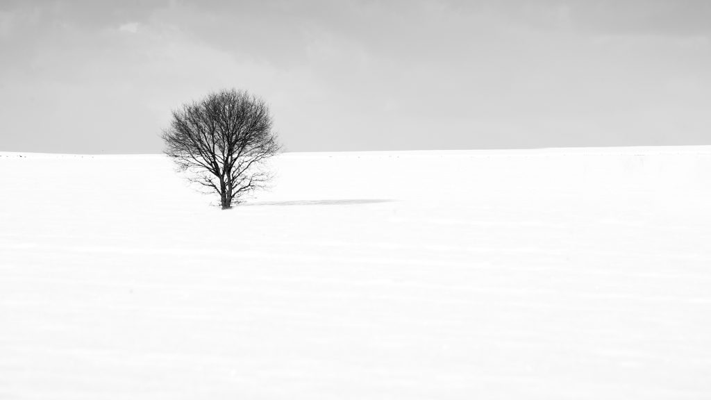 black and white winter landscape photo of a lone tree in the snow with lots of negative space around it