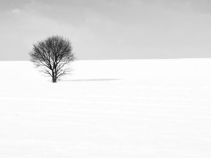 black and white winter landscape photo of a lone tree in the snow with lots of negative space around it