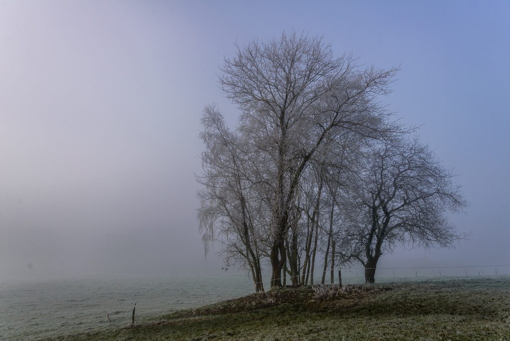winter landscape photo of frozen trees on a misty morning against a blue sky