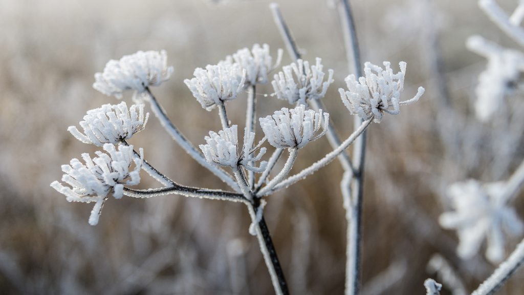 macro shot of frosted plants