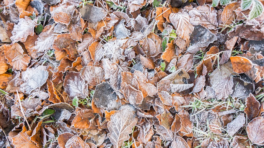 macro shot of frozen leaves on the ground