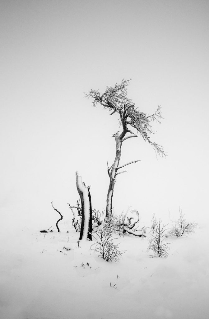 black and white winter landscape photo of broken trees on Noir Flohay, East Belgium