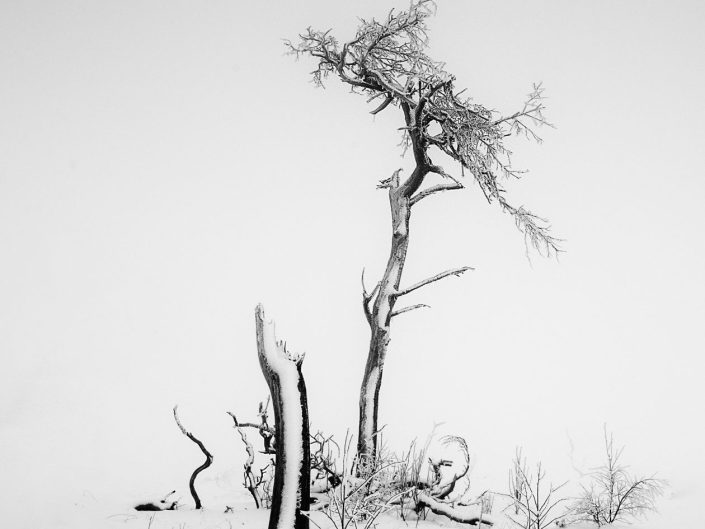 black and white winter landscape photo of broken trees on Noir Flohay, East Belgium