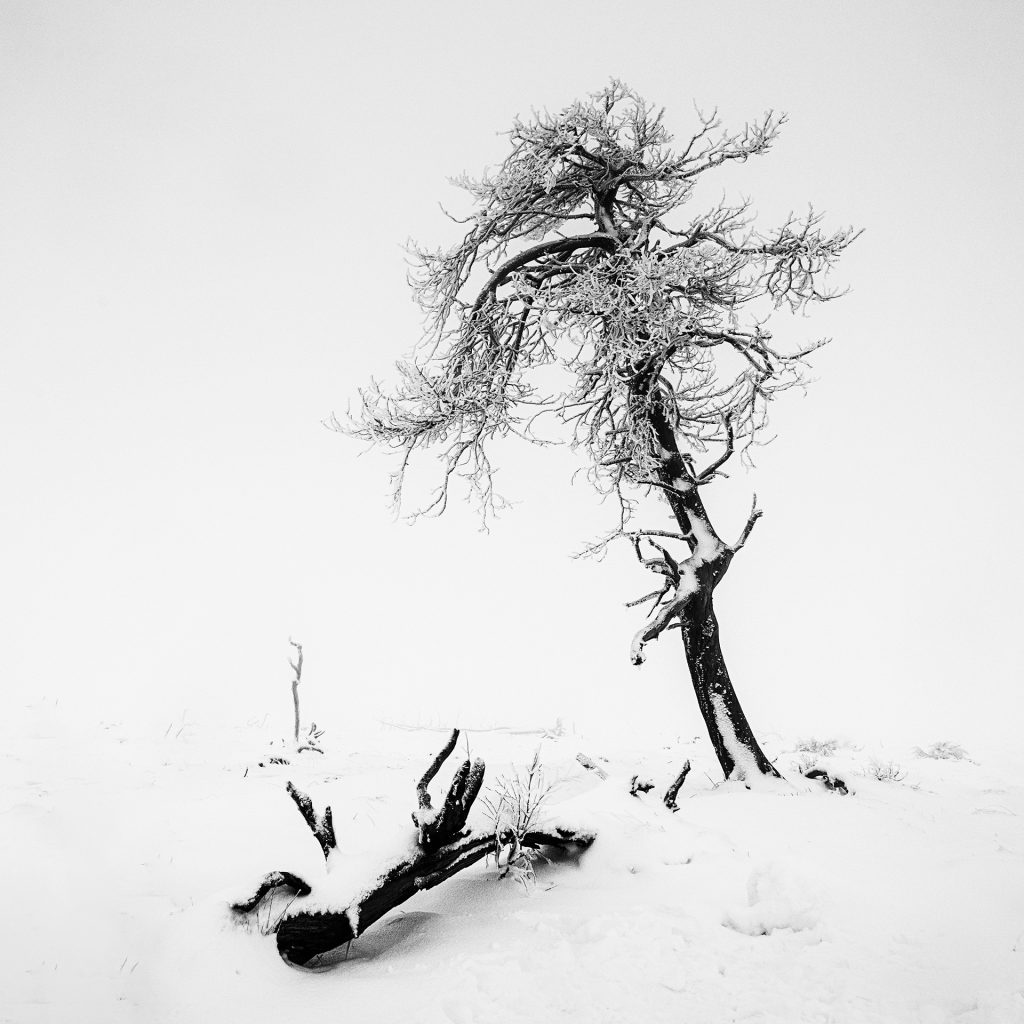 winter landscape photo on a misty day of a tree with broken branches and a tree trunk in the foreground in the snow on Noir Flohay, East Belgium