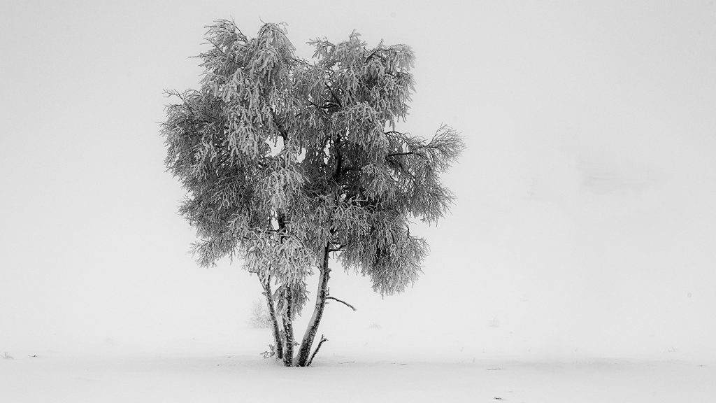 black and white winter landscape photo of a frosted tree on a misty and snowy day Noir Flohay, east Belgium