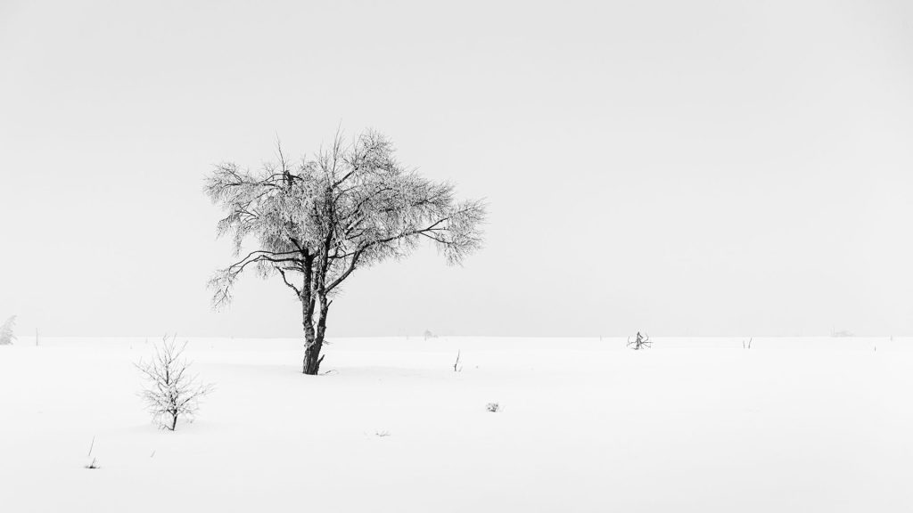 black and white winter landscape photo of a lone tree in the snow with lots of negative space around it