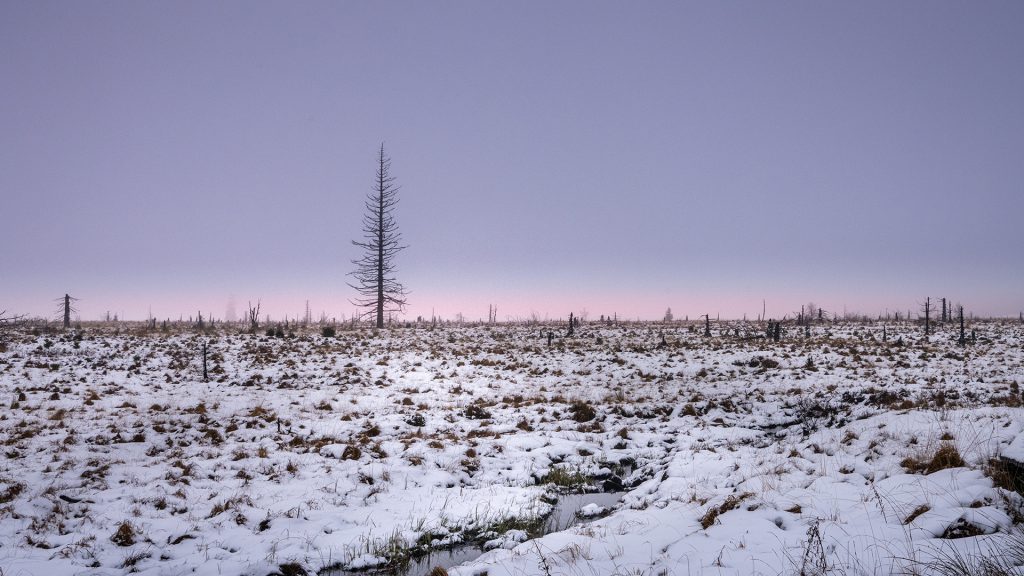 snowy winter landscape photo during blue hour in an area after forest fire, East Belgium