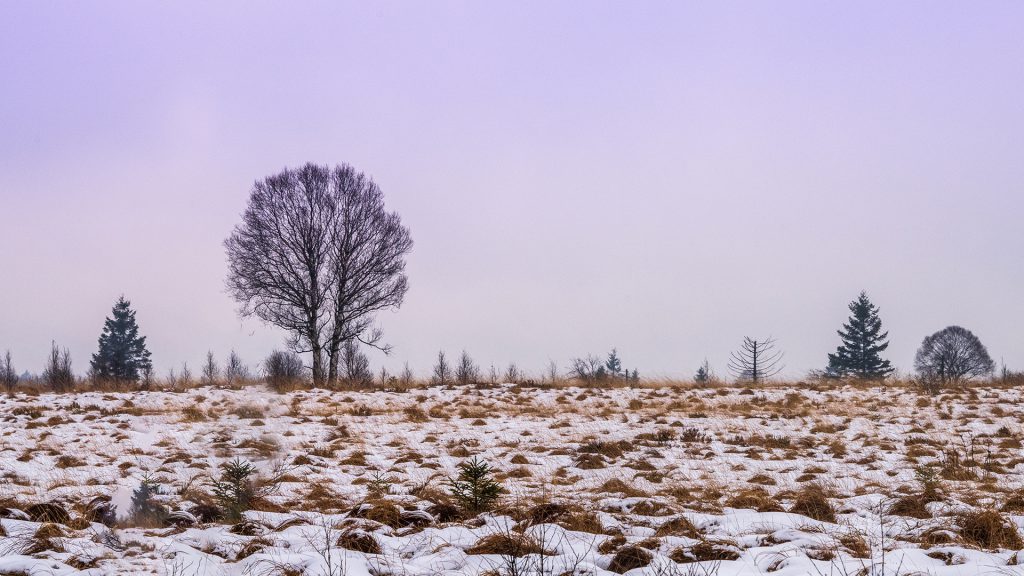 winter landscape photo with first snow and trees at the horizon during blue hour