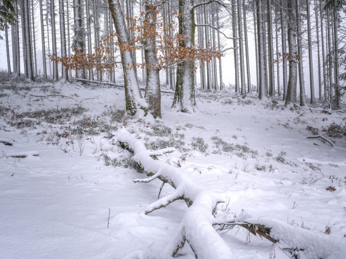 winter landscape photo in the forest with a tree trunk on the ground in the snow as leading line towards brown beech leaves