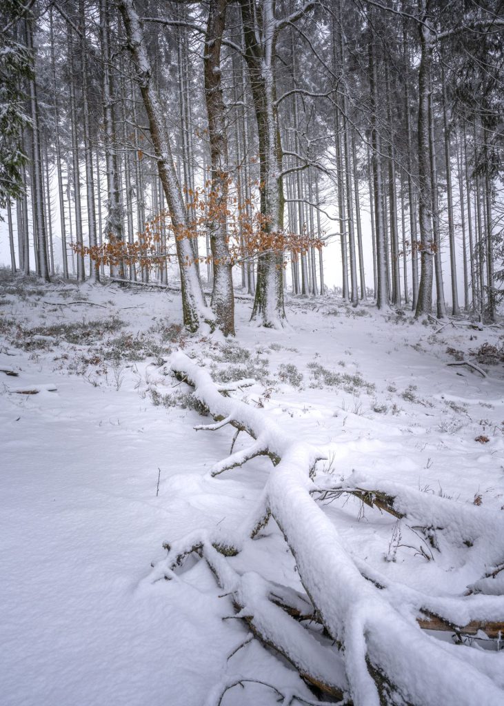 winter landscape photo in the forest with a tree trunk on the ground in the snow as leading line towards brown beech leaves