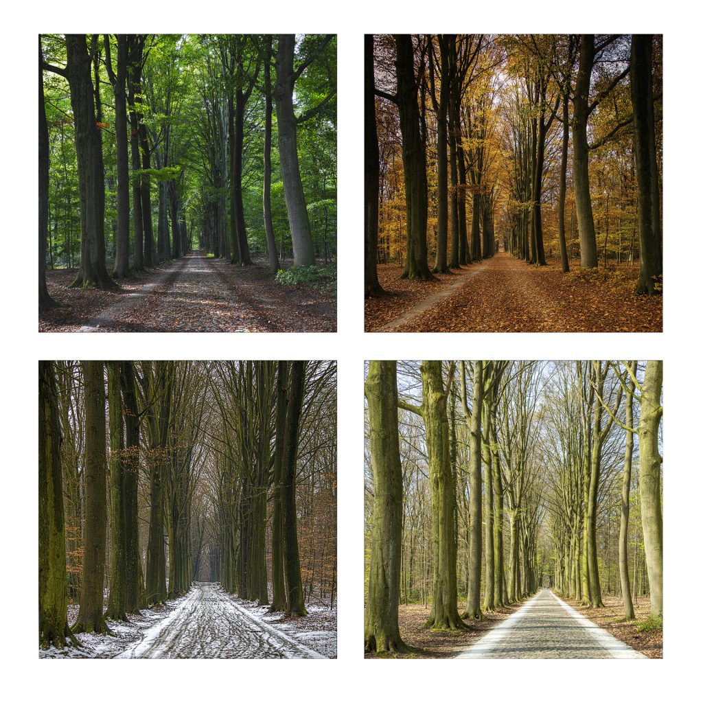 4 photos in the 4 seasons of the same forest landscape