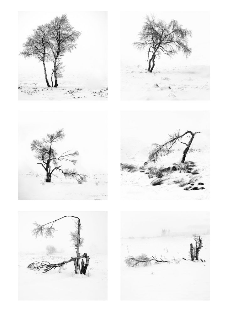 portfolio of six black and white minimal photos of trees in an misty and snowy landscape, on Baraque Michel, East Belgium