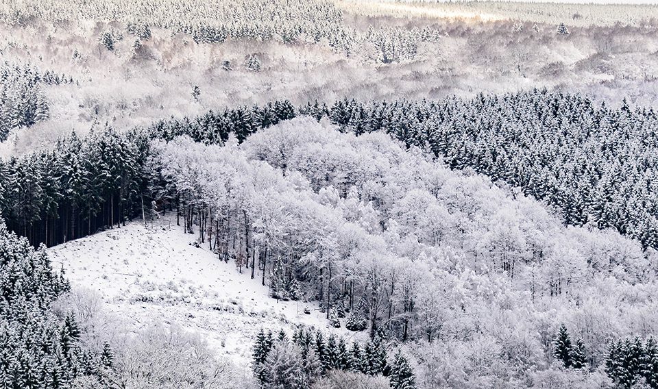 winter landscape photo forest covered with snow