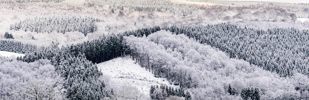 winter landscape photo forest covered with snow