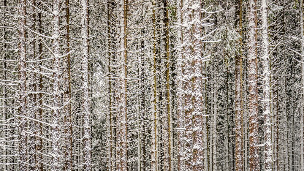 winter landscape photo with detail of pin tree trunks covered with snow