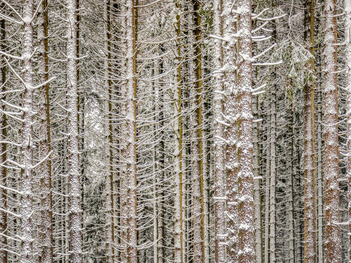winter landscape photo with detail of pin tree trunks covered with snow