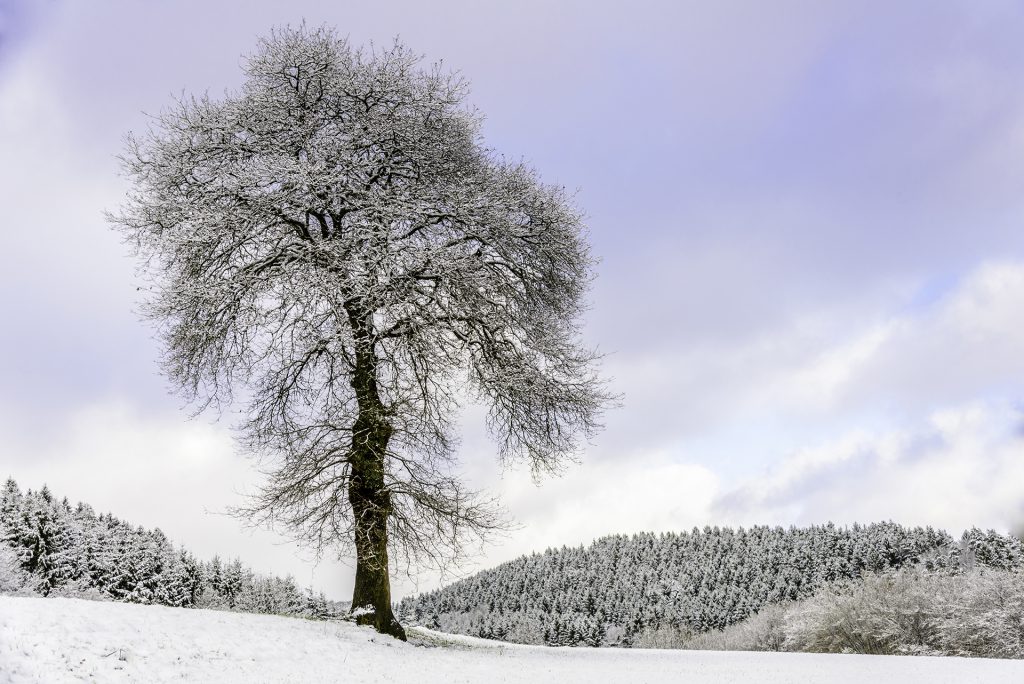 winter landscape photo of lone tree against the blue sky