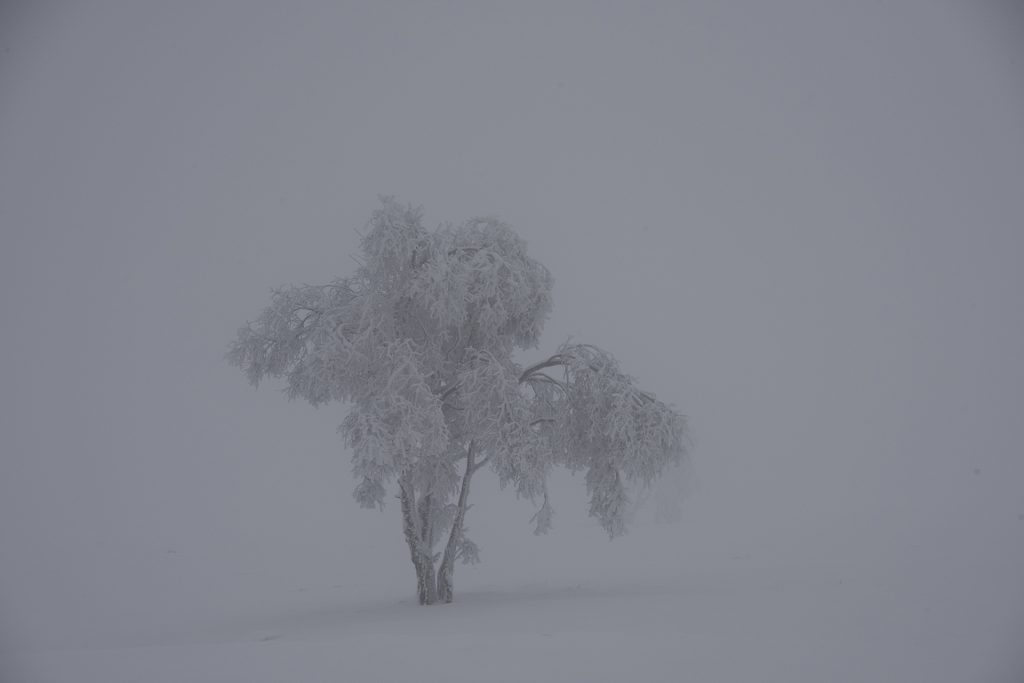 gray winter landscape photo as un processed out of camera with blue hue