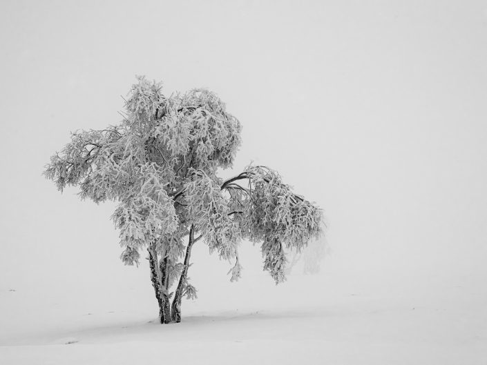 winter landscape photo after post-processing of frosted lone tree in the snow and mist