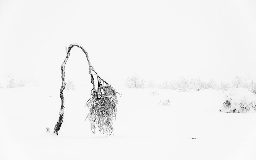 winter landscape photo after post-processing of a frosted and bent tree in the snow and the mist
