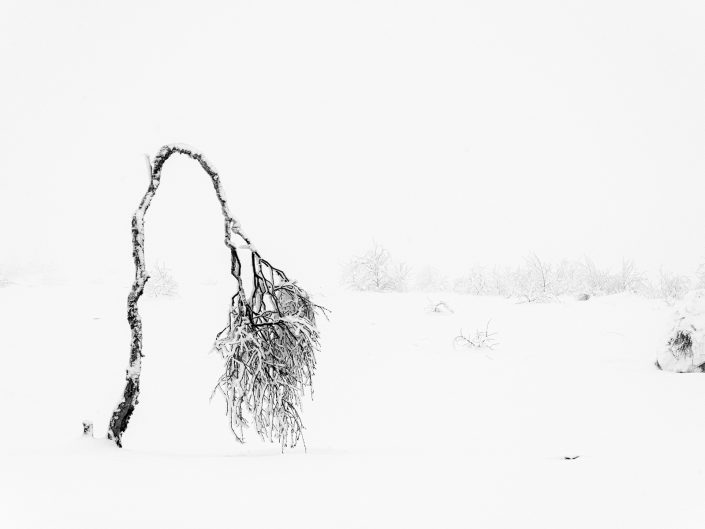 winter landscape photo after post-processing of a frosted and bent tree in the snow and the mist
