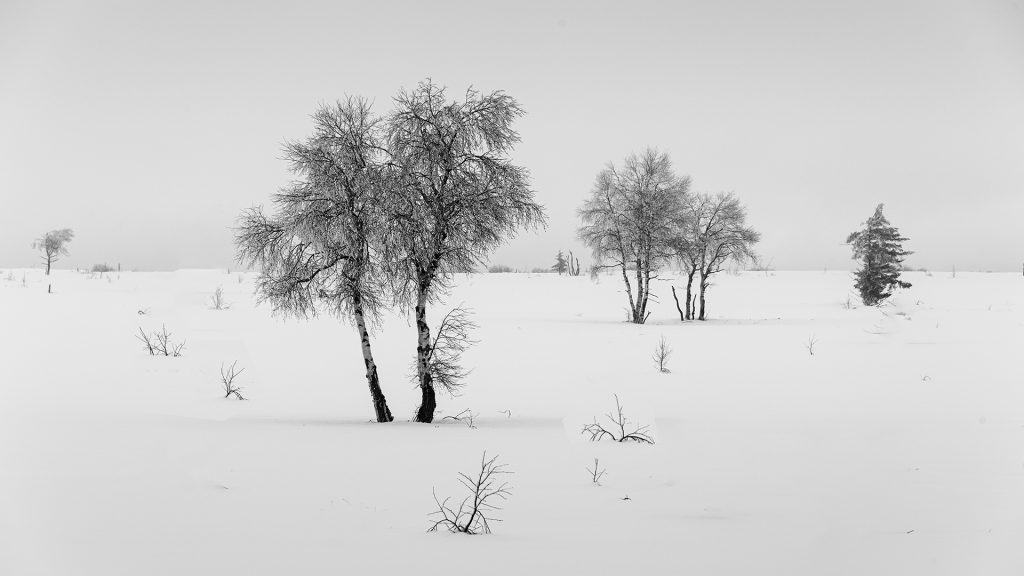 winter landscape photo black and white of birch trees in the snow