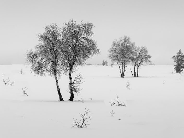winter landscape photo black and white of birch trees in the snow