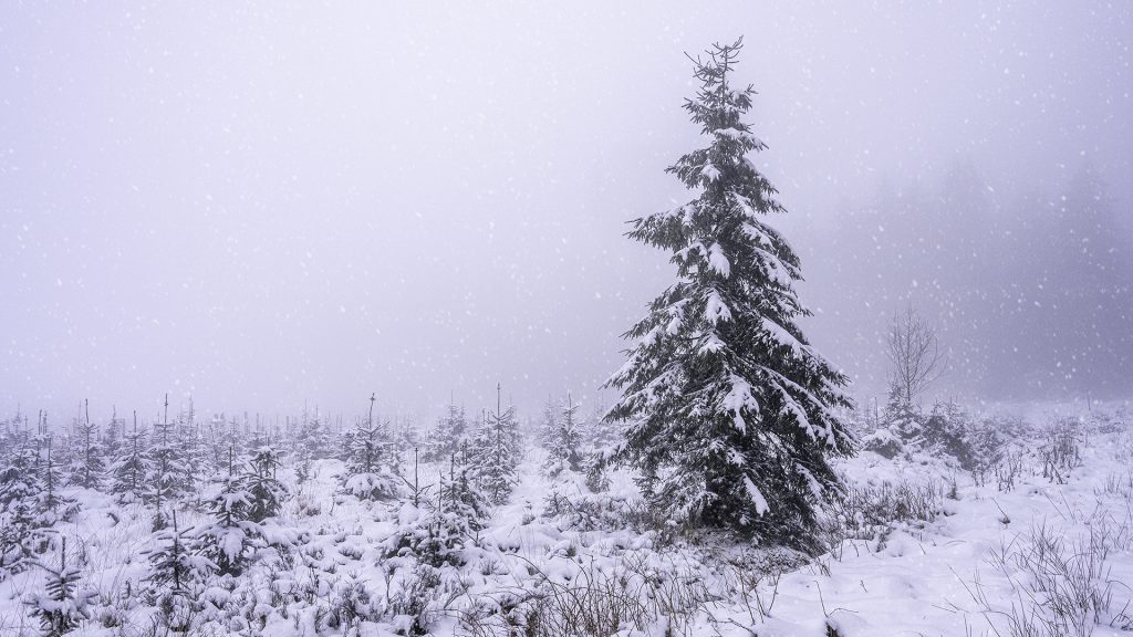 winter landscape photo of a large pine tree surrounded by little ones wiht snow drops