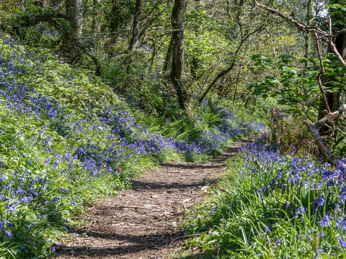 landscape photo in Cornwall of bluebells along the public footpath