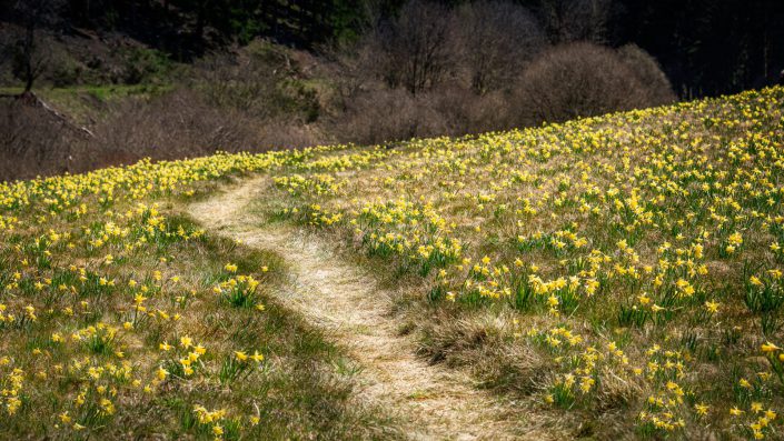 landscape photo of wild daffodils in East Belgium