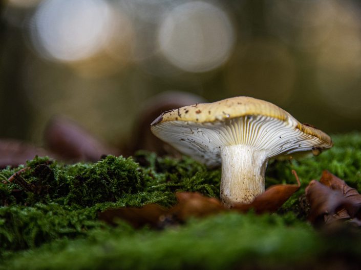 macro photo of a mushroom in the forest