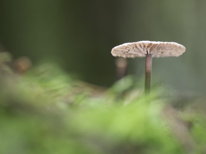 macro photo of a small mushroom