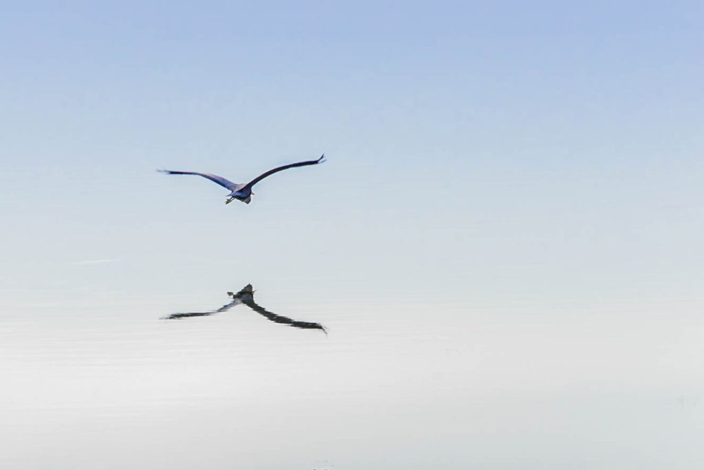 Minimal photo of landing heron and its reflection