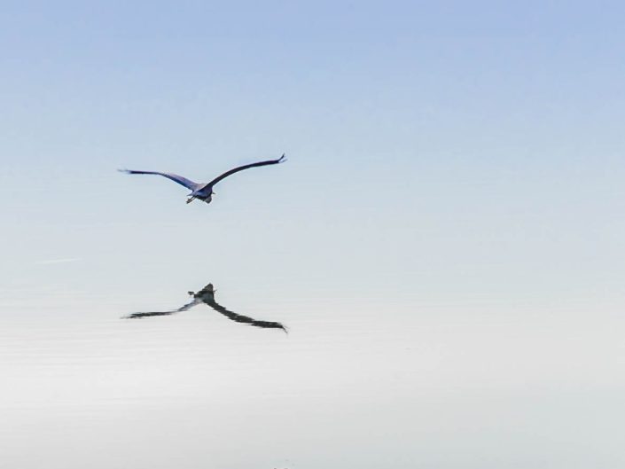 Minimal photo of landing heron and its reflection