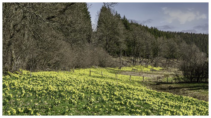 landscape photo of wild daffodils in East Belgium