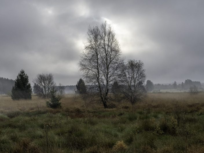 landscape photo on a misty morning on the high Fenns in East Belgium (hautes fagnes)