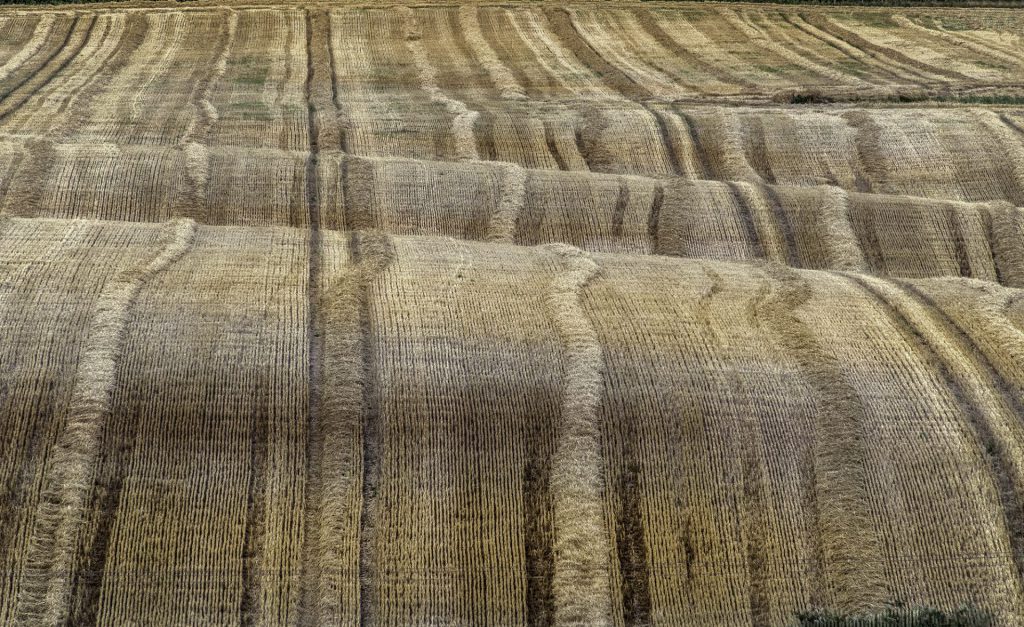 Minimal agricultural landscape of a rolling field with stubble of the straw