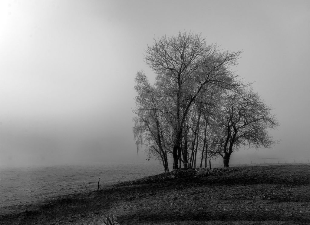 Minimal black and white landscape photo of a group of frosted trees in the mist