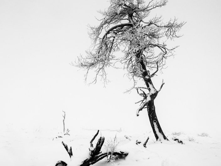 Black and white landscape photo in the snow and the mist