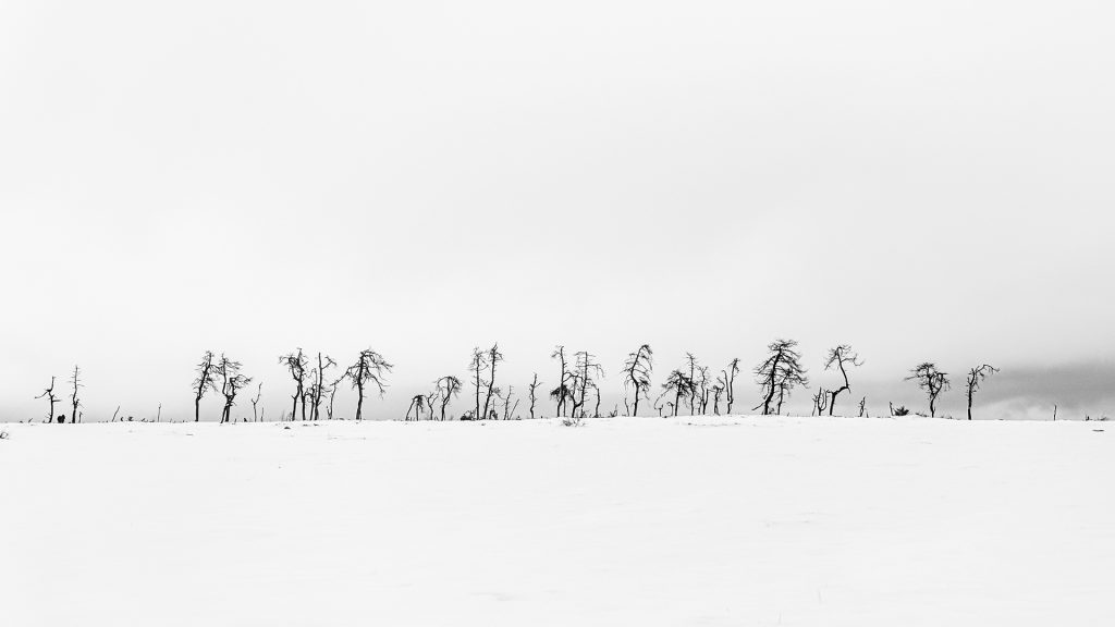 Minimal snow landscape in black and white of distant trees with lots of negative space