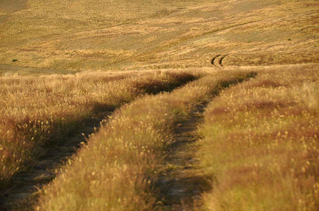 minimal landscape photo of a windy grass plain and tracks as leading lines