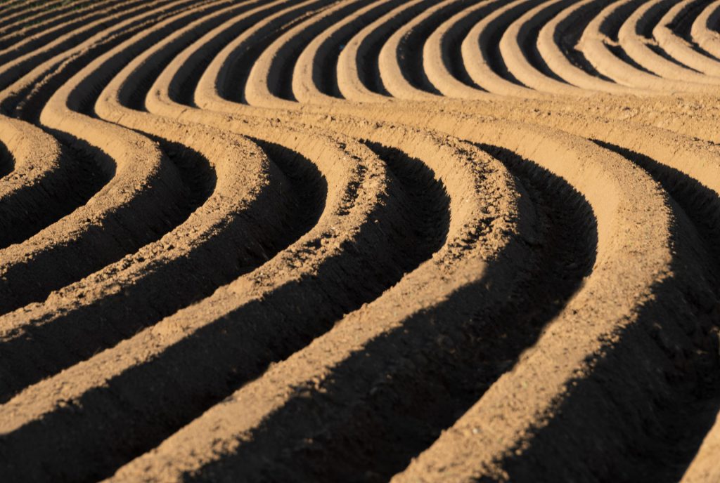 Minimal agricultural landscape photo of a freshly prepared potato field