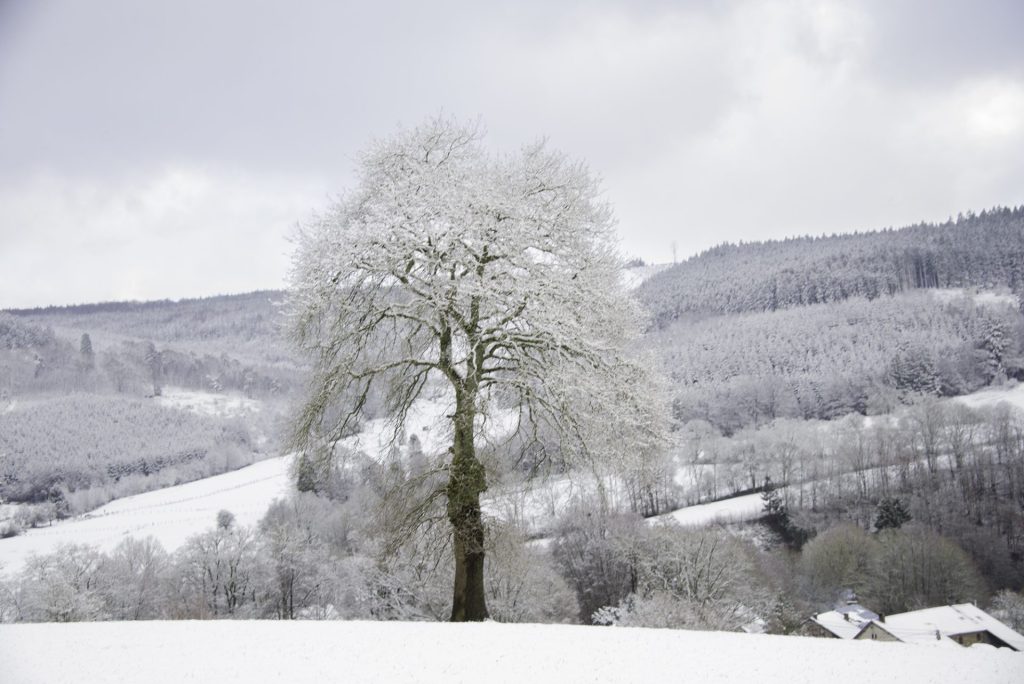 Winter landscape photo in the Belgian Ardennes