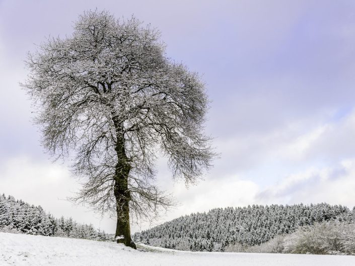 Minimal landscape photo of a lone tree in a snowy landscape