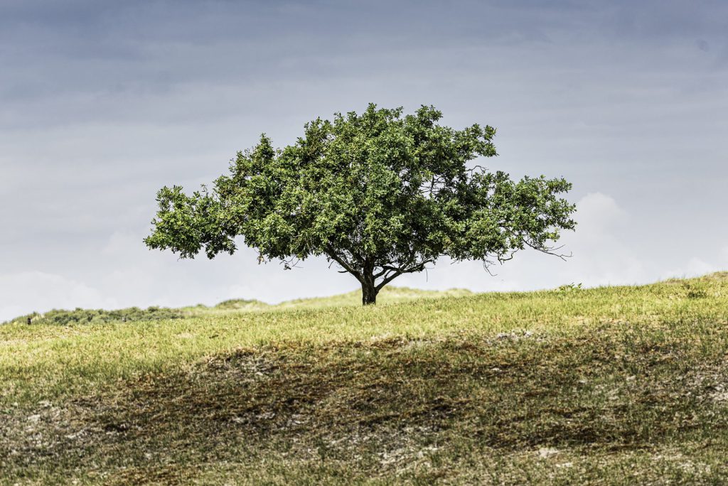 Minimal and symmetrical landscape photo of a lone tree