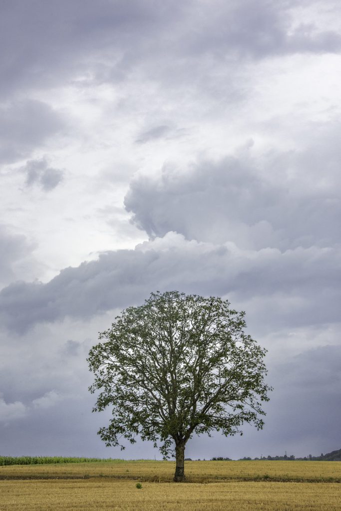 minimal landscape photo of a lone tree and lots of sky as negative space