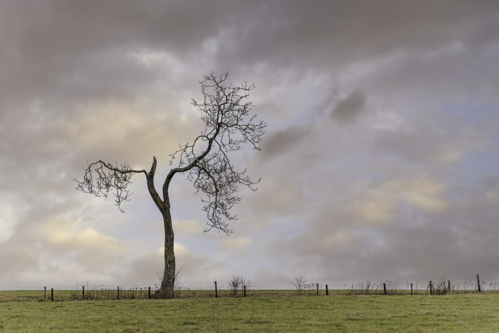 Minimal landscape photo of a lone and damaged tree against a colourful cold sky