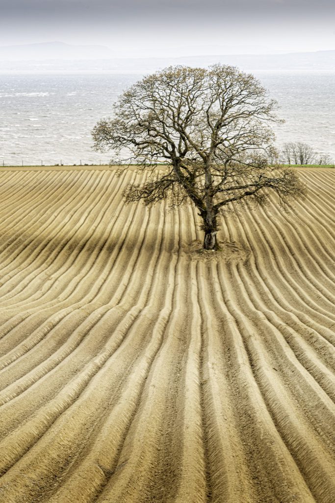 Minimal landscape photo of a lone tree in a potato field